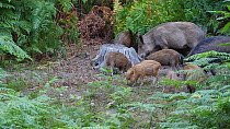 Wild boar (Sus scrofa) sows and piglets foraging, Gloucestershire, England, UK, July.