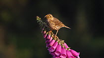 Tree pipit (Anthus trivialis) perching on a Foxglove (Digitalis purpurea) with caterpillar prey, drops one and dives to recover it, Carmarthenshire, Wales, UK, June.
