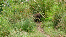 Eurasian beaver (Castor fiber) felling and dragging a Willow (Salix) sapling, Ceredigion, Wales, UK, June.