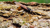 Female Giant wood wasp (Urocerus gigas) ovipositiing into the trunk of a recently felled tree, Carmarthenshire, Wales, UK, June.
