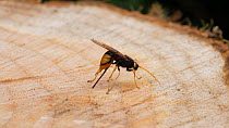 Female Giant wood wasp (Urocerus gigas) ovipositiing into the trunk of a recently felled tree, Carmarthenshire, Wales, UK, June.