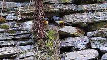 Pair of Grey wagtails (Motacilla cinerea) feeding nestlings and removing faecal sacs before flying out of frame, Carmarthenshire, Wales, UK, June.