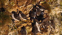 Common guillemots (Uria aalge) crowded together on nesting ledge in a breeding colony, Yorkshire, England, UK, May.