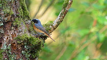 Male Common redstart (Phoenicurus phoenicurus) flying to nesthole, female takes caterpillar, he enters and they both exit, Carmarthenshire, Wales, UK, May.