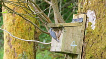 European nuthatch (Sitta europaea) entering nestbox to feed nestling before flying out of frame, Carmarthenshire, Wales, UK, May.