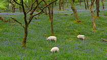 Welsh mountain sheep grazing amongst Bluebells (Hyacinthoides nonscripta), Carmarthenshire, Wales, UK, April.
