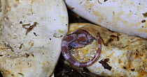 Corn snake (Pantherophis guttatus) young hatching, captive. Maryland, USA.