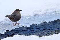 American dipper (Cinclus mexicanus) foraging on the edge of the frozen Upper Yellowstone River. Yellowstone National Park, Wyoming, USA. January.