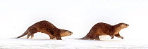 North American river otters (Lutra canadiensis) running on the frozen river edge. Upper Yellowstone River, Hayden Valley, Yellowstone, USA. January (stitched image)