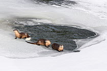 North American river otters (Lutra canadiensis) probaly female with two juveniles, on the frozen river edge. Upper Yellowstone River, Hayden Valley, Yellowstone, USA. January