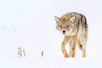 Coyote (Canis latrans) with porcupine quills lodged in its muzzle. Hayden Valley, Yellowstone National Park, Wyoming, USA. January.