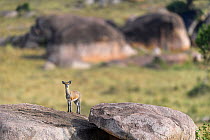 Klipspringer (Oreotragus oreotragus) standing on a kopje. Northern Serengeti, Serengeti National Park, Tanzania (early September)