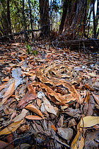 Madagascar ground boa (Acrantophis madagascariensis) lying waiting in ambush on leaf litter on forest floor. Kirindy Forest, western Madagascar.