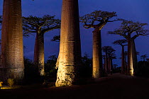 Grandidier&#39;s baobabs (Adansonia grandidieri) - the famous Alle de Baobab lit up at night with floodlights (UNESCO World Heritage Site), near Morondava, western Madagascar.