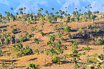 Palm savannah, habitat of Komodo dragon (Varanus komodoensis) Rinca Island, Komodo National Park, Indonesia. Endangered.