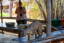 Tourist taking a picture of Fosa / Fossa (Cryptoprocta ferox) male scavenging around field camp in dry decidous forest. Kirindy, western Madagascar. Endangered.