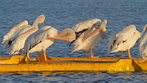American white pelicans (Pelecanus erythrorhynchos) preening, perched on a boom, Bolsa Chica Ecological Reserve, Southern California, USA, August.