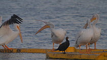 American white pelicans (Pelecanus erythrorhynchos) competing for a roosting position on a boom, Bolsa Chica Ecological Reserve, Southern California, USA, August.