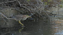 Juvenile Green heron (Butorides virenscens) catching fish from perch over a tidal inlet, Bolsa Chica Ecological Reserve, Southern California, USA, August.