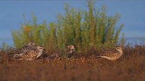 Grey plovers (Pluvialis squatarola) roosting on a sand dune, Bolsa Chica Ecological Reserve, Southern California, USA, September.