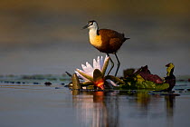 African jacana (Actophilornis africana) feeding on water lily bud, Moremi National Park, Botswana,