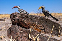 Red-billed Hornbill (Tockus erythrorhynchus), and a Southern yellow-billed hornbill (Tockus leucomelas), Moremi Game Reserve, Botswana.