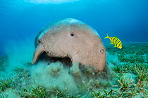 RF - Dugong (Dugong dugon) feeding on a seagrass meadow (Halophila stipulacea), accompanied by a young Golden trevally (Gnathanodon speciosus). Egypt. Red Sea (This image may be licensed either as rig...