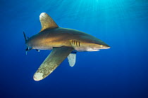 RF - Oceanic whitetip shark (Carcharhinus longimanus) swims in open waters, close to the surface with sun beams. Egypt. Red Sea. (This image may be licensed either as rights managed or royalty free.)