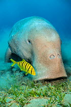RF - Portrait of a male Dugong (Dugong dugon) feeding on a seagrass meadow (Halophila stipulacea), accompanied by a young golden trevally (Gnathanodon speciosus). Red Sea. (This image may be licensed...