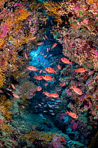Shoal of a Red Sea soldierfish (Myripristis murdjan) shelter in a coral filled cave. Ras Mohammed National Park, Sinai, Egypt. Red Sea.
