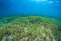 Shallow seagrass meadow (Halophila stipulacea). Marsa Mubarak, Marsa Alam, Egypt. Red Sea