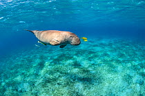 Dugong (Dugong dugon) male swimming over Seagrass meadow (Halophila stipulacea) accompanied by a young Golden trevallies (Gnathanodon speciosus). Marsa Mubarak, Marsa Alam, Egypt. Red Sea