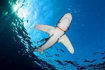 Oceanic whitetip shark (Carcharhinus longimanus) with a yellow rubber hoop stuck around its neck (a diver's regulator holder), accompanied by Pilotfish (Naucrates ductor). This shark was photographed...