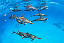 Pod of Spinner dolphins (Stenella longirostris) swimming close to the surface. Sataya Reef, Fury Shoal, Marsa Alam, Egypt. Red Sea