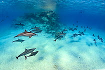 Pod of Spinner dolphins (Stenella longirostris) swimming around a coral reef pinnacle. Sataya Reef, Fury Shoal, Marsa Alam, Egypt. Red Sea