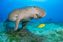 Dugong (Dugong dugon) male feeding on a seagrass meadow (Halophila stipulacea), accompanied by a young Golden trevally (Gnathanodon speciosus). Marsa Nabaa, Marsa Alam, Egypt. Red Sea