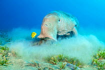 Dugong (Dugong dugon) male feeding on a seagrass meadow (Halophila stipulacea), accompanied by a young Golden trevally (Gnathanodon speciosus). Marsa Nabaa, Marsa Alam, Egypt. Red Sea