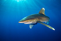 Oceanic whitetip shark (Carcharhinus longimanus) swims in open waters, close to the surface with sun beams. Elphinstone reef, Marsa Alam, Egypt. Red Sea.