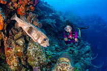 Diver encountering a Porcupinefish (Diodon hystrix) on a coral reef wall, with Brown tube sponges (Agelas conifera). McCurley&#39;s Wall. East End, Grand Cayman, Cayman Islands, British West Indies. C...