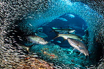 Group of Tarpon (Megalops atlanticus) hunt Silversides (Atherinidae) inside a coral cavern. George Town, Grand Cayman, Cayman Islands, British West Indies. Caribbean Sea.