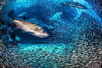 Long exposure of a group of Tarpon (Megalops atlanticus) hunt Silversides (Atherinidae) inside a coral cavern. George Town, Grand Cayman, Cayman Islands, British West Indies. Caribbean Sea.