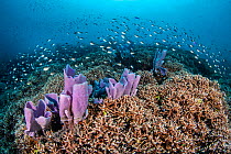 Coral reef scene, with Philippines chromis (Chromis scotochiloptera), hard coral (Acropora sp.) and purple elephant ear sponges (Ianthella basta). Apo Island Marine Protected Area, Dumaguete, Negros,...