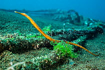 Orange short-tailed pipefish (Trachyrhamphus bicoarctatus) on ropes on the seabed. Dauin Marine Protected Area, Dumaguete, Negros, Philippines. Bohol Sea, tropical west Pacific Ocean.
