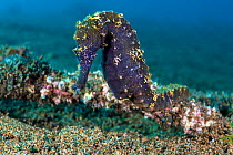 Tigertail seahorse (Hippocampus comes) female, Dauin Marine Protected Area, Dumaguete, Negros, Philippines. Bohol Sea, tropical west Pacific Ocean.