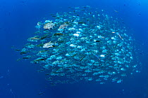 Huge school of Giant trevally (Caranx ignobilis), each fish is close to 1m in length, swimming in open water close to a coral reef. Ras Mohammed National Park, Sinai, Egypt. Red Sea.