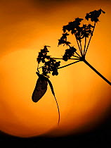 RF - Mayfly (Ephemera danica) roosting on Hogweed at Sunset, Hertfordshire, England, UK, May (This image may be licensed either as rights managed or royalty free.)
