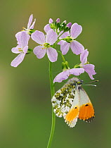 RF - Orange Tip Butterfly (Anthocaris cardamines) on Cuckoo flower / Lady&#39;s smock (Cardamine pratensis), Hertfordshire, England, UK, April - Focus Stacked (This image may be licensed either as rig...
