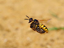 RF - Bee killer wasp / beewolf (Philanthus triangulum) female in flight with paralysed Honeybee, Oxfordshire, England, UK, August (This image may be licensed either as rights managed or royalty free.)