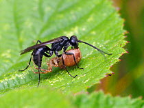 Spider hunting wasp (Anoplius nigerrimus) carrying paralysed Spider back to nest, Oxfordshire, England, UK, August