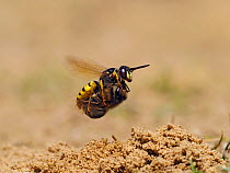 Bee killer wasp / Beewolf (Philanthus triangulum) female in flight with paralysed Honeybee, Oxfordshire, England, UK, August
